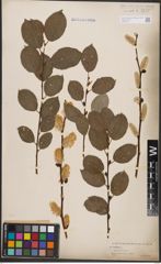 Foto von Salix caprea L.